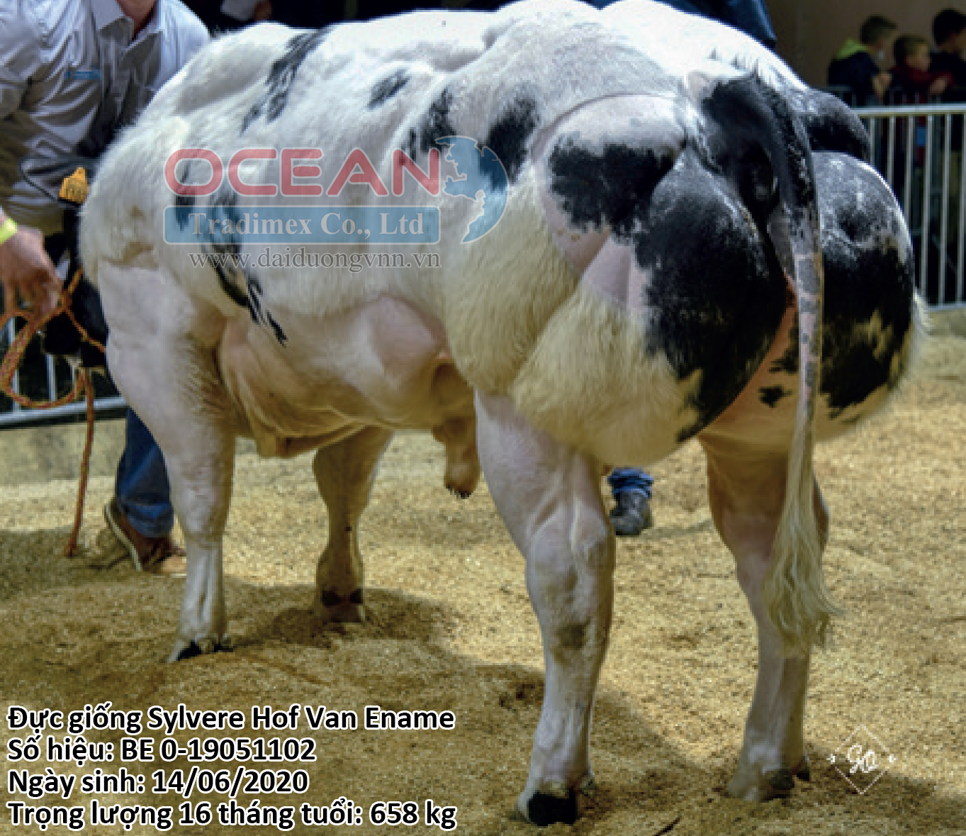 Sylvere Hof Van Ename